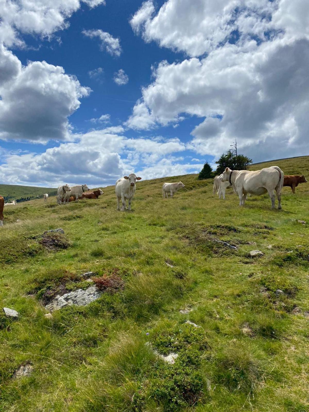Ferienwohnungen Klimbacher Wolfsberg Pokoj fotografie
